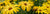 Shop For Flowers Of All Colours Here!_all-types