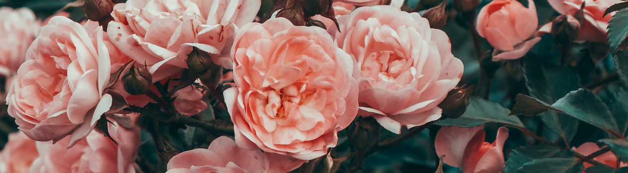 Send roses to someone in Indonesia today!_roses-flower