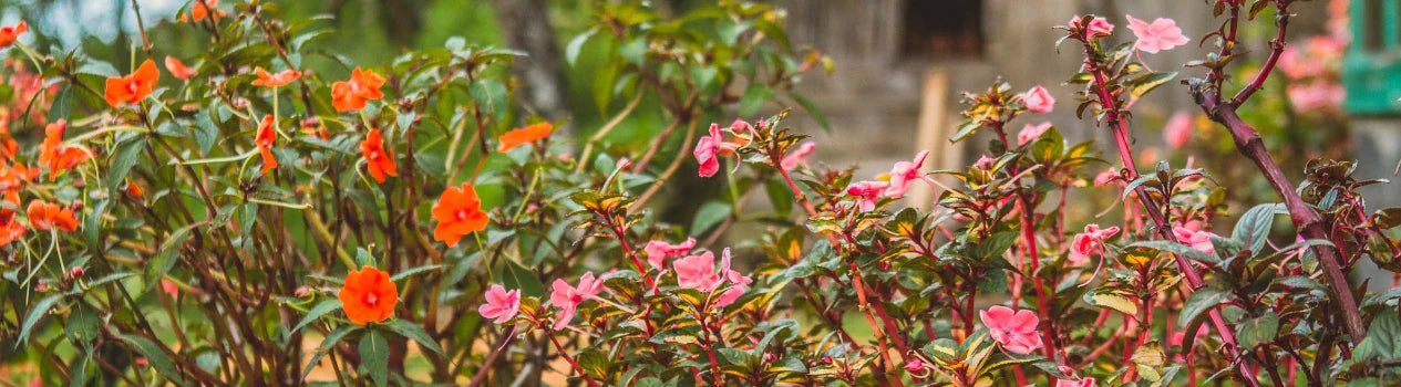 Popular Flowers in Indonesia 2026