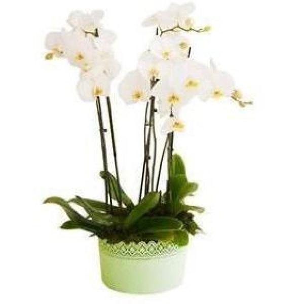 White Orchids